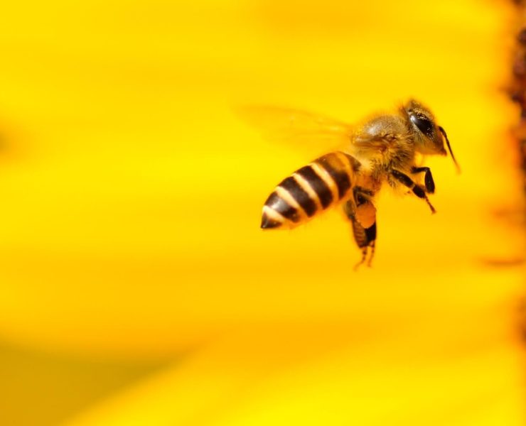 The Bold Woman Stories boris-smokrovic