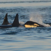 Auswandern nach Norwegen- The Bold Woman