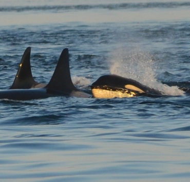 Auswandern nach Norwegen- The Bold Woman