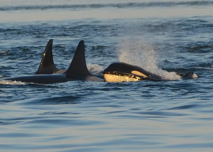 Auswandern nach Norwegen- The Bold Woman