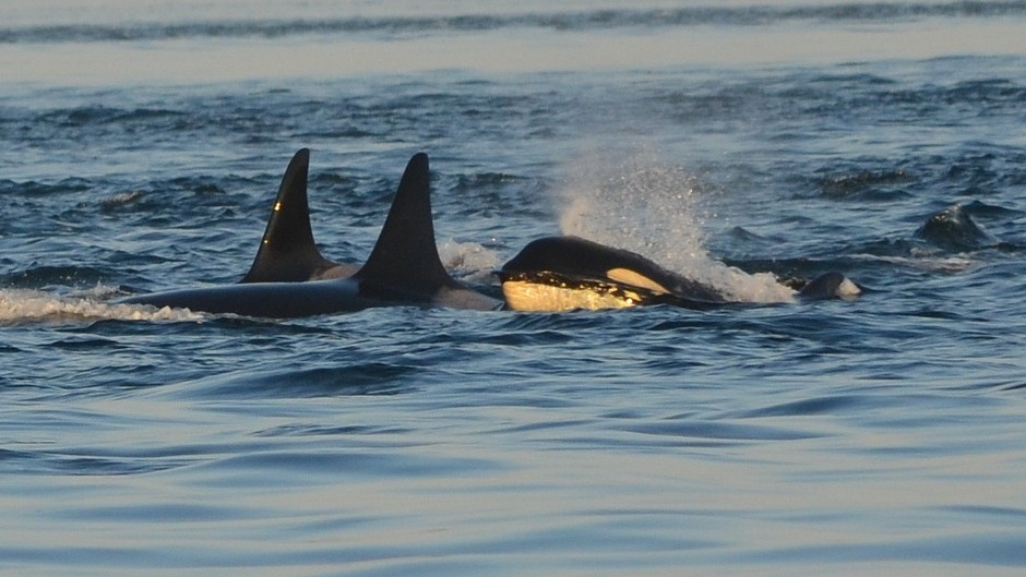 Auswandern nach Norwegen- The Bold Woman